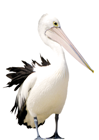 pelican