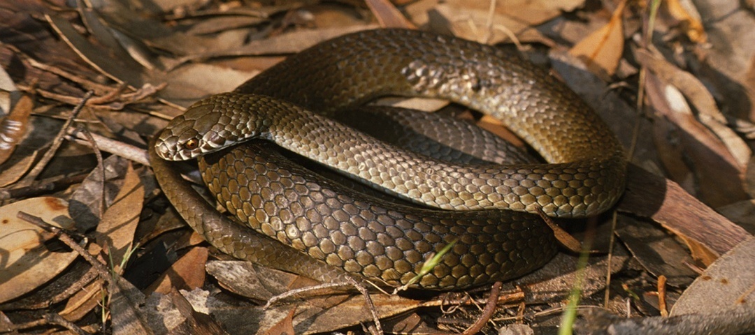 What to do if you see a snake in the wild - Good Living