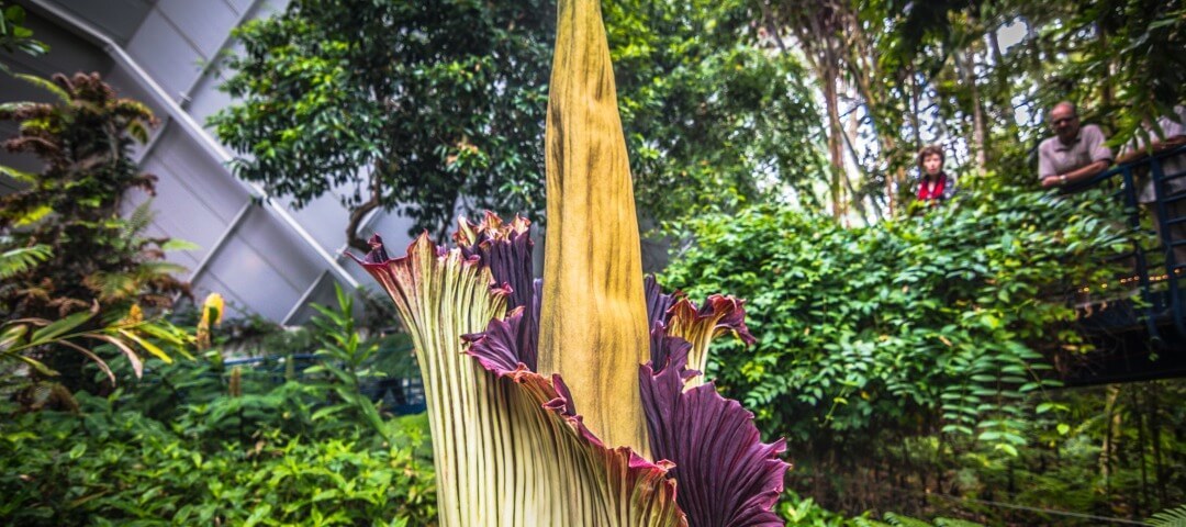 9 Things You Might Not Know About South Australia S Corpse Flower