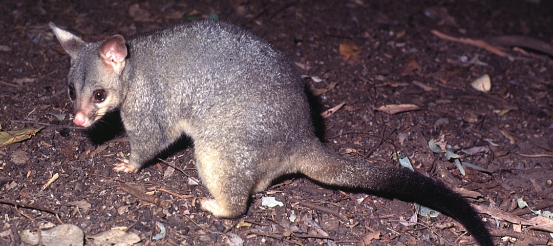 possum large
