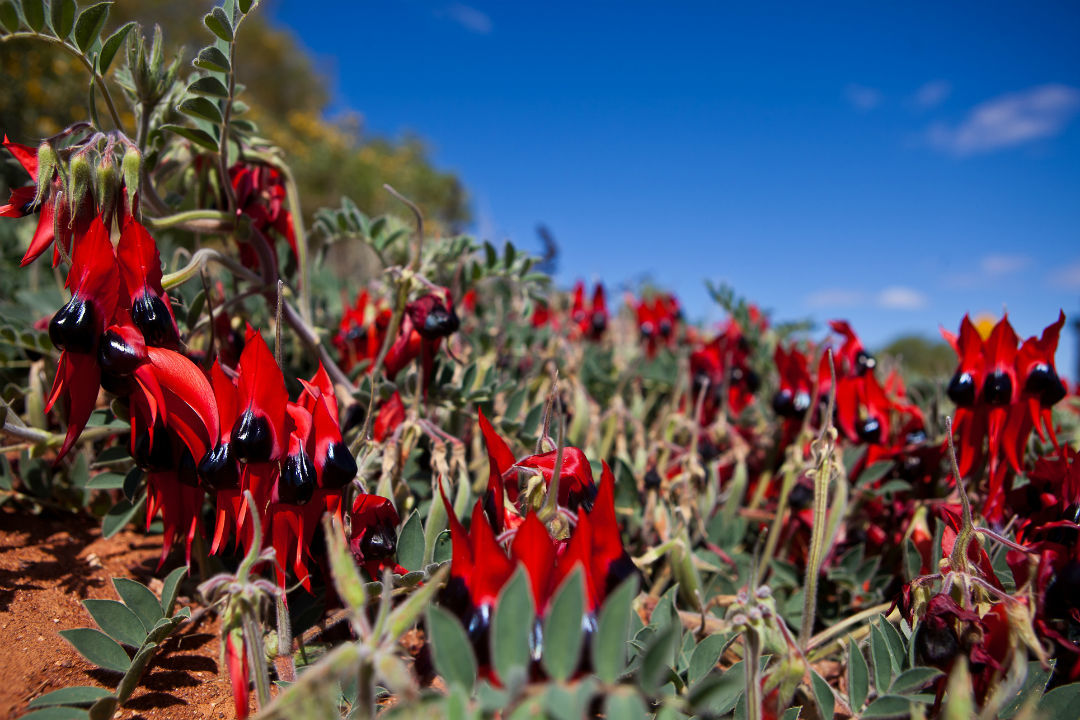 7 Native Plants Perfect For An Aussie Christmas Good Living