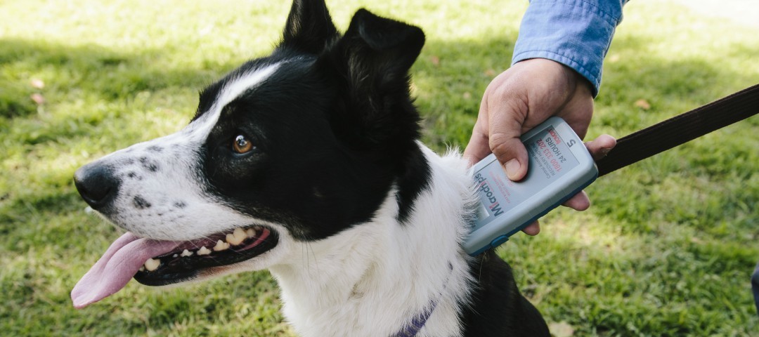 Understand SA’s new pet microchipping laws Good Living