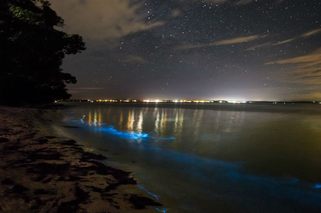 Understanding The Natural Wonder Of Bioluminescence Good Living