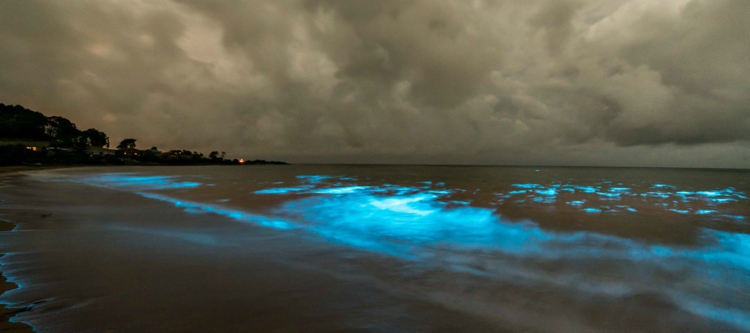 Understanding The Natural Wonder Of Bioluminescence Good Living