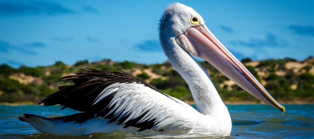 all about pelicans