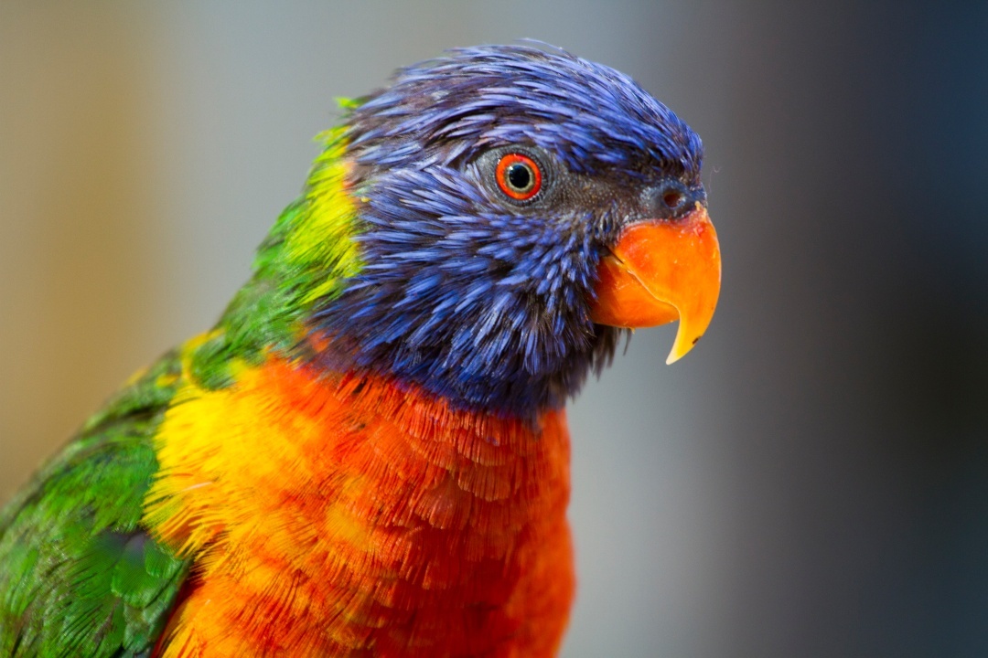 parrots-in-sa-body-2.jpg