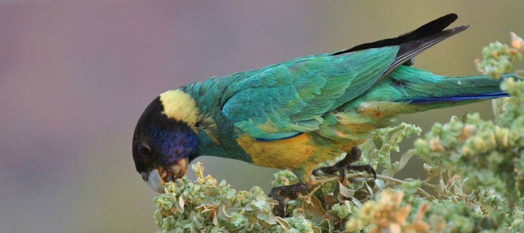 10 Parrots You Can See In South Australia Good Living,Perennial Flowers Names And Pictures
