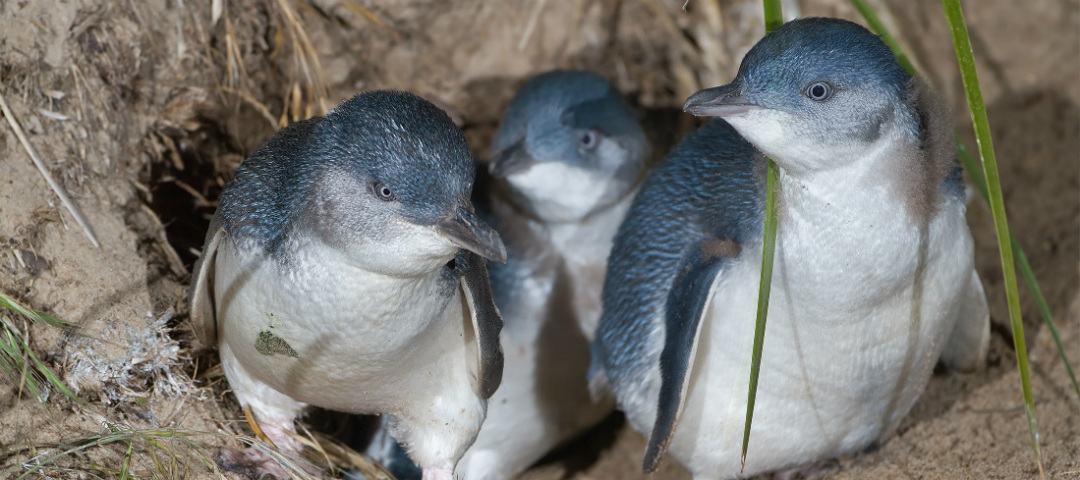 penguin tours granite island