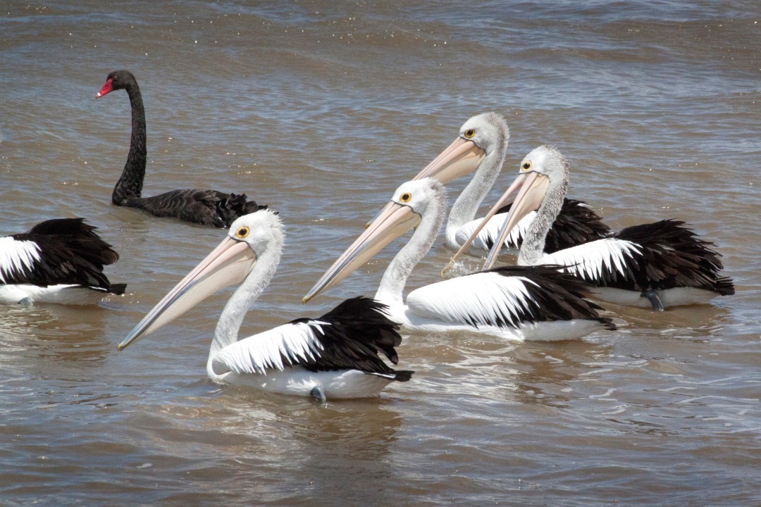coorong-facts-pelicans.jpg