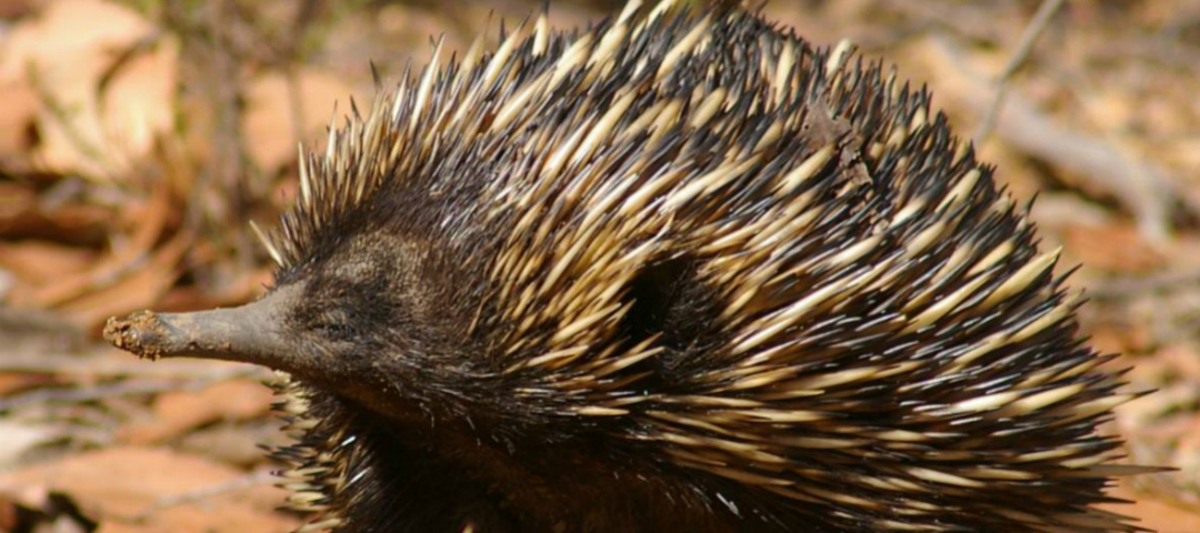 7 things you might not know about echidnas  Good Living