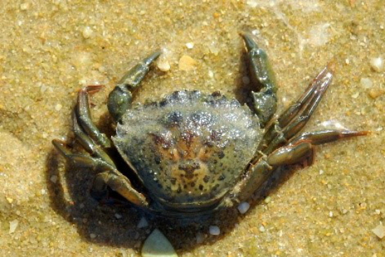 crab-species-south-australia-body10.jpg
