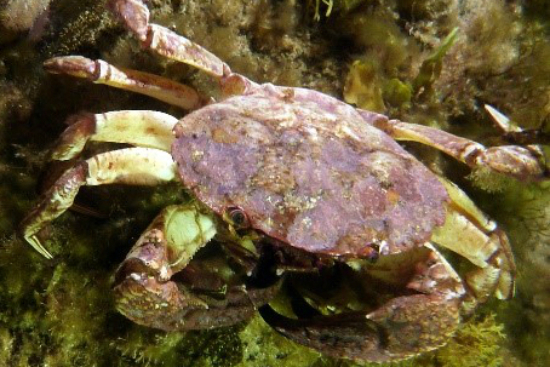 crab-species-south-australia-body3.jpg