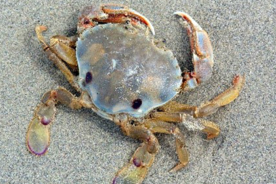 crab-species-south-australia-body4.jpg
