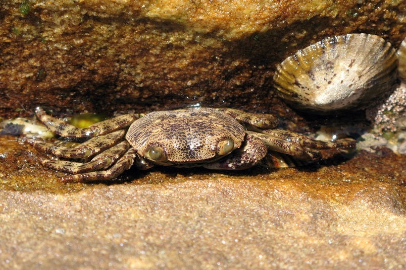 crab-species-south-australia-body5.jpg