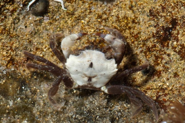 crab-species-south-australia-body6.jpg