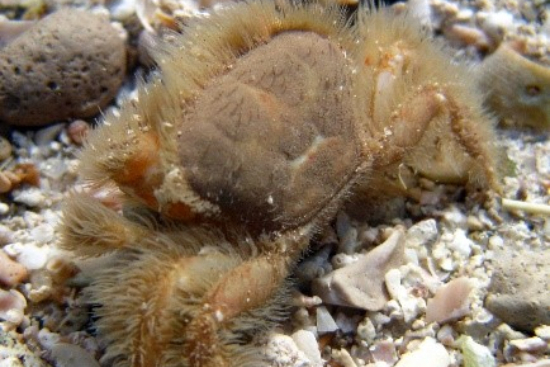 crab-species-south-australia-body7.jpg