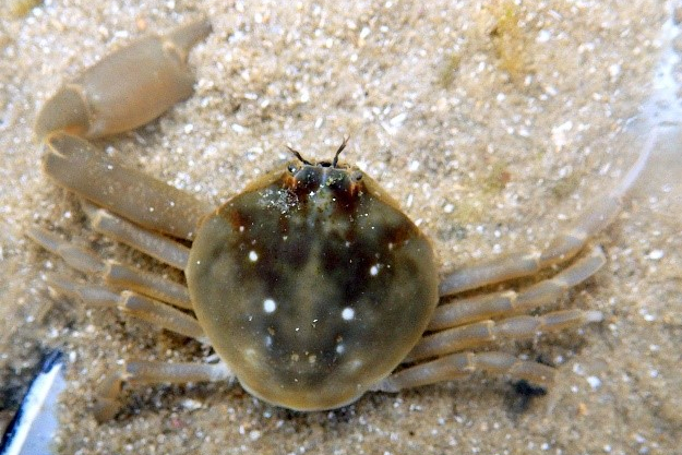 crab-species-south-australia-body8.jpg