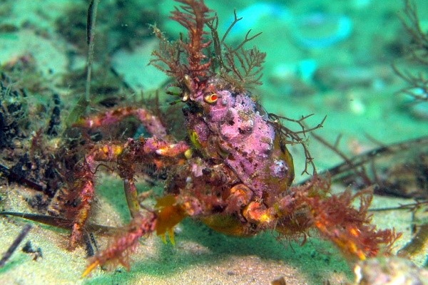 crab-species-south-australia-body9.jpg