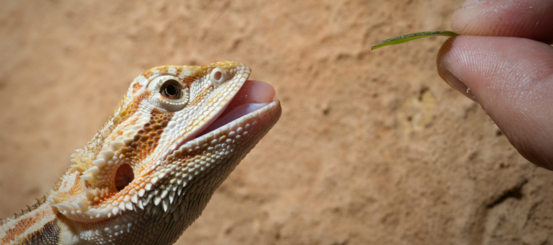 How to care for your pet bearded dragon - Good Living