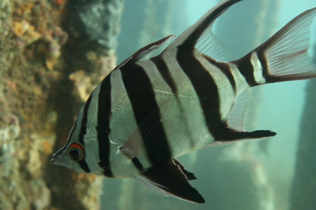 5 black-and-white fish you can see in South Australian ...
