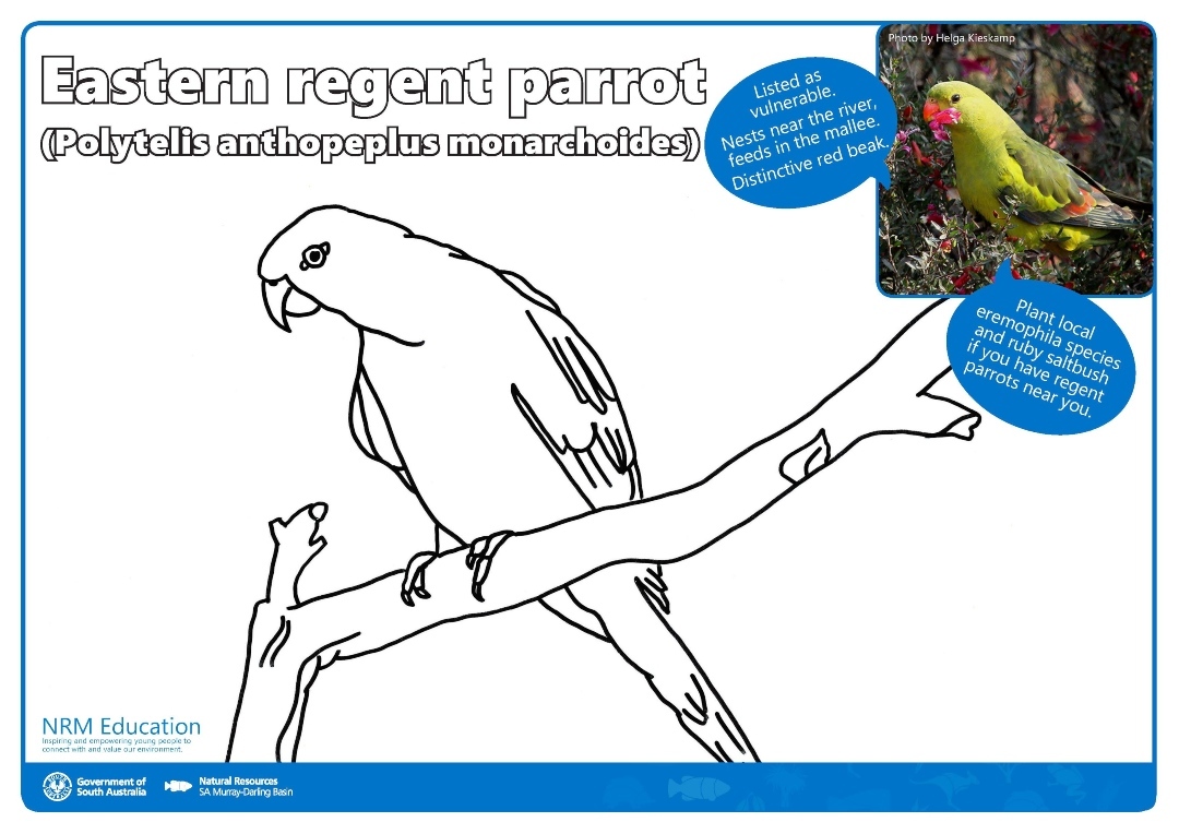 regent-parrot.jpg