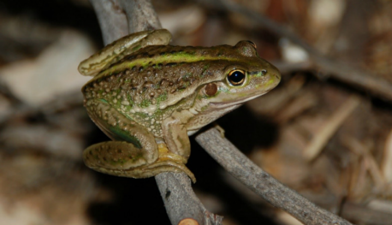 Department For Environment And Water Vulnerable Frog Species Found Thriving In Riverland Wetland